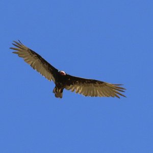 buzzard soaring 7 7.11.22.jpg