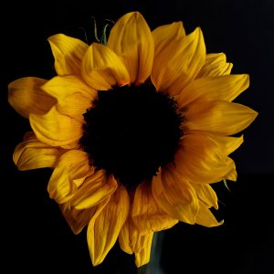 Moody Sunflower.jpeg