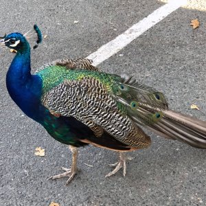peacock.jpg