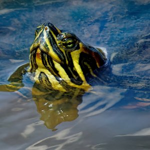 Turtle Says Hello.jpeg