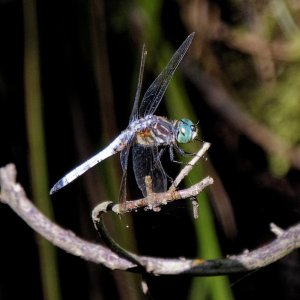 dragonfly222K.jpg