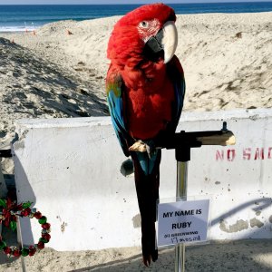 parrot.JPG