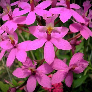 Crucifix orchid x.jpg