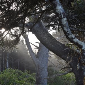 OR_Coast_Sunrise_Tree.jpeg