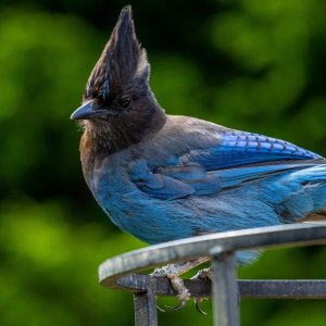 Steller's Jay.jpg