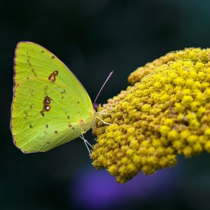 Stratford Butterfly Farm.jpg