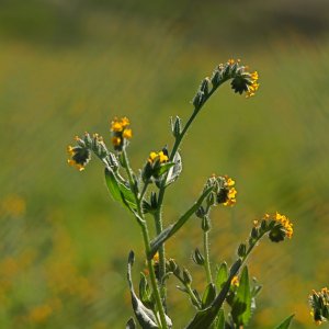 yellow figurehead flowersx.jpg