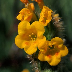 figurehead flower closex2.jpg