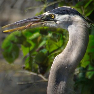 Alfred's Tongue Hanging Out.jpeg