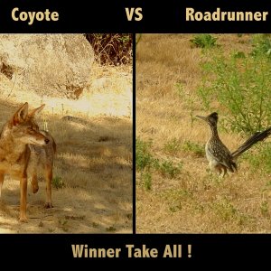 coyote vs roadrunner x.jpg