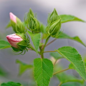 New Blossoms Almost Ready to Bloom.jpeg