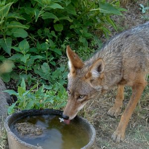 coyote drinking close to windowx crop.jpg
