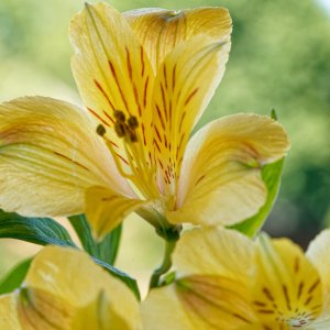 Summertime Freshness.jpeg