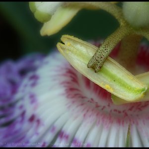 IMG_6271_82710_Passion_Flower.jpg