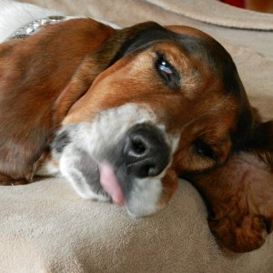 hannah, dog days of summer.jpg