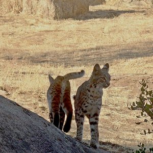 bobcat kittens in passx.jpg