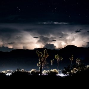 220729-JoshuaTree_493-5.jpg