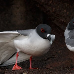 Galapagos Swallow-Tailed Gull.jpg