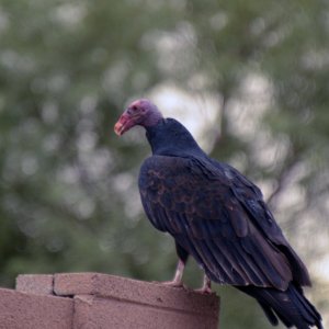turkeyvulture.jpg