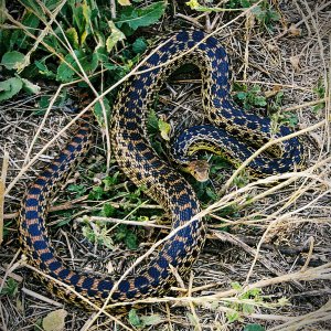 snake in grass copyx.jpg