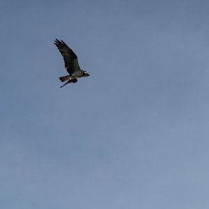 Newton Park WG - 2500px-51.jpg