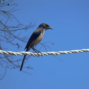 California scrubjay on power line x.jpg