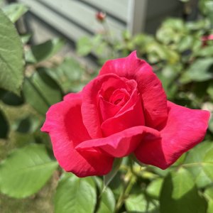 233E6163-5902-4ECC-AA74-3B9450ADA153.jpeg