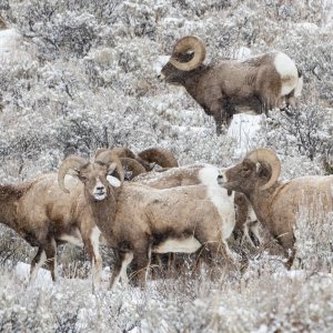 Yellowstone_IMG_9668.jpg