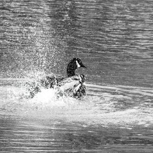 Splish-Splash.jpeg