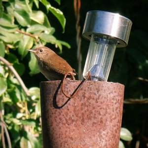 birdlight-copyx.jpg