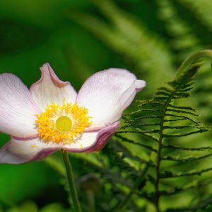 A Blossom and a Bud.jpg