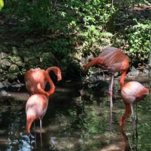 Homosassa-6.jpg