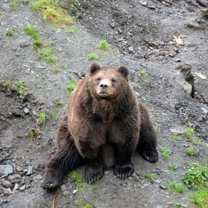 Brownbear2.jpg