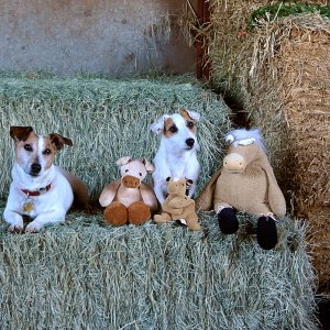 gang on the hay copyx.jpg
