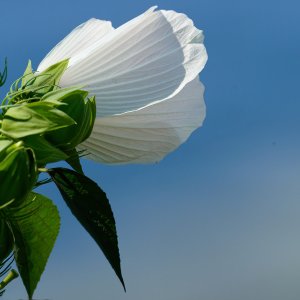 White Flower Reaching to the Blue Sky.jpeg