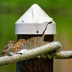 It's A Beautiful Day in the Neighborhood.jpeg