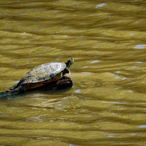 Turtle Hanging Out.jpeg