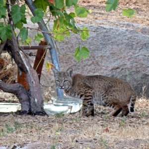 bobcat2 drinking lookbackx.jpg