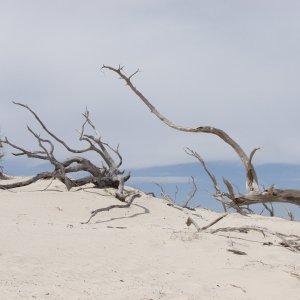 Jeckel Driftwood.JPG