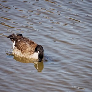 Dipping for an Edible Treat.jpeg