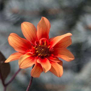 Flower_IMG_0920.jpg