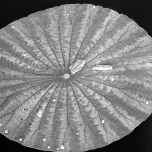 Winter Garden -8.jpg