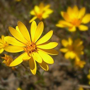 little yellow pasture flowers x.jpg