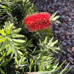 bottlebrush1.jpg
