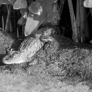 Winter Garden -2500px-13.jpg