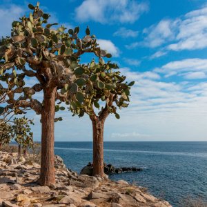 Opuntia Cactus Tree.jpg