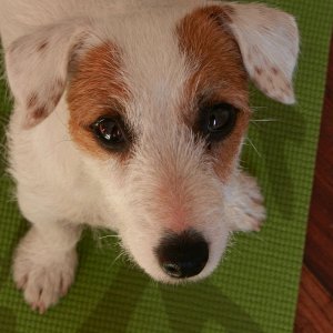 pixie looking upx.jpg