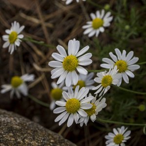 chamomile 2 8.14.22 x.jpg
