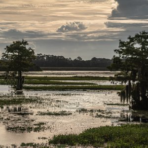  Wetlands 8-22 2500px-8.jpg