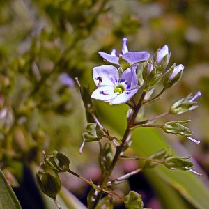 tiny bue white stream flower macrox3 (1).jpg